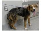 Beagle Mix DOG FOR ADOPTION RGADN-1383176 - GIDGET - Beagle / Australian Cattle