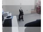 Shepradors DOG FOR ADOPTION RGADN-1383177 - BARNEY - German Shepherd Dog /