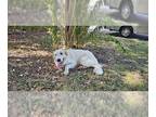 Great Pyrenees Mix DOG FOR ADOPTION RGADN-1383181 - BEAR - Great Pyrenees /