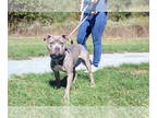 American Pit Bull Terrier Mix DOG FOR ADOPTION RGADN-1383192 - Britney Spears -