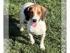 Beagle DOG FOR ADOPTION RGADN-1383196 - Melissa - Beagle (short coat) Dog For