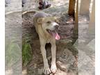 Labrador Retriever Mix DOG FOR ADOPTION RGADN-1383198 - Ivory - Labrador