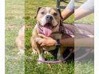 American Pit Bull Terrier DOG FOR ADOPTION RGADN-1383201 - jada - Pit Bull