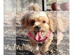 Shih Tzu Mix DOG FOR ADOPTION RGADN-1383212 - AnnaBella - Shih Tzu / Mixed Dog