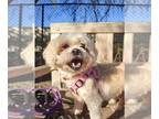 Shih Tzu Mix DOG FOR ADOPTION RGADN-1383213 - Muffin - Shih Tzu / Mixed Dog For