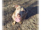 Weimaraner Mix DOG FOR ADOPTION RGADN-1383214 - Buttercup - Weimaraner / Mixed