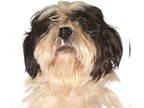 Poo-Shi DOG FOR ADOPTION RGADN-1383219 - Max - Shiba Inu / Poodle (Miniature) /