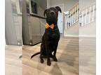 Labrador Retriever Mix DOG FOR ADOPTION RGADN-1383220 - Jorge - Labrador