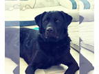Labrottie DOG FOR ADOPTION RGADN-1383221 - Kingsley - Rottweiler / Labrador
