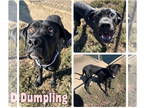 Boxer-Great Dane Mix DOG FOR ADOPTION RGADN-1383222 - Dumpling - Great Dane /