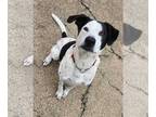 Dalmatian-Great Dane Mix DOG FOR ADOPTION RGADN-1383223 - Boris - Dalmatian /