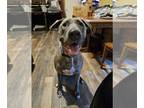 Great Dane Mix DOG FOR ADOPTION RGADN-1383224 - Hoagie - Great Dane / Mixed