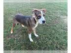 Boxer Mix DOG FOR ADOPTION RGADN-1383236 - MYLES - Boxer / Mixed (short coat)