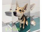 German Shepherd Dog Mix DOG FOR ADOPTION RGADN-1383239 - LOKI - German Shepherd