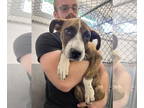 Labrador Retriever Mix DOG FOR ADOPTION RGADN-1383244 - Buns - Labrador