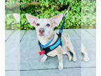 Dachshund Mix DOG FOR ADOPTION RGADN-1383245 - Elliott - Dachshund / Mixed Dog