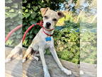 Italian Greyhound Mix DOG FOR ADOPTION RGADN-1383246 - Ellie Mae - Italian
