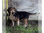 Beagle DOG FOR ADOPTION RGADN-1383248 - BoBo - Beagle (short coat) Dog For