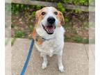 Great Pyrenees Mix DOG FOR ADOPTION RGADN-1383249 - JASPER - Great Pyrenees /