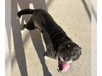 Borador DOG FOR ADOPTION RGADN-1383255 - HEATHER - Labrador Retriever / Border
