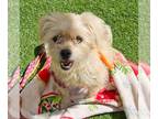 Norfolk Terrier DOG FOR ADOPTION RGADN-1383258 - *VERN - Norfolk Terrier (medium