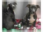 Cairn Terrier Mix DOG FOR ADOPTION RGADN-1383263 - OLIVE - Cairn Terrier / Mixed