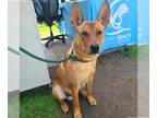 Rhodesian Ridgeback-Shiba Inu Mix DOG FOR ADOPTION RGADN-1383295 - *YOSHI -