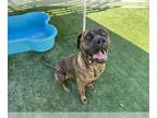 Mastiff DOG FOR ADOPTION RGADN-1383302 - REEMUS - Mastiff (medium coat) Dog For