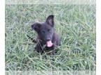Australian Shepherd-Retriever Mix DOG FOR ADOPTION RGADN-1383312 - Suede -