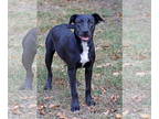 Whippet Mix DOG FOR ADOPTION RGADN-1383319 - Misty - Black Labrador Retriever /