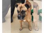 Boxer Mix DOG FOR ADOPTION RGADN-1383320 - *SGT. FARRELL - Boxer / Mixed (medium