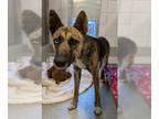 Australian Kelpie Mix DOG FOR ADOPTION RGADN-1383322 - SPARROW - Australian