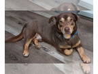 Pembroke Welsh Corgi Mix DOG FOR ADOPTION RGADN-1383337 - Oscar - Corgi / Mixed