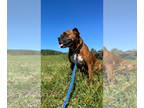 Boxer DOG FOR ADOPTION RGADN-1383339 - Rufus - ADOPTION INTEREST!!