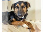 Australian Shepherd DOG FOR ADOPTION RGADN-1383345 - Gladys - Australian