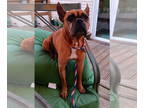 Boxer DOG FOR ADOPTION RGADN-1383346 - Gravy - Boxer (short coat) Dog For