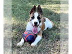 Australian Shepherd Mix DOG FOR ADOPTION RGADN-1383350 - Delilah - Australian