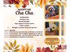 Poodle (Miniature) DOG FOR ADOPTION RGADN-1383353 - Cha Cha - Poodle (Miniature)