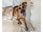 Black Mouth Cur-Greyhound Mix DOG FOR ADOPTION RGADN-1383357 - Finley - Black