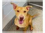 Carolina Dog DOG FOR ADOPTION RGADN-1383364 - BUCK - Carolina Dog (short coat)