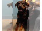 Rottweiler DOG FOR ADOPTION RGADN-1383365 - CHAMP - Rottweiler (medium coat) Dog