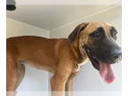 Mastiff Mix DOG FOR ADOPTION RGADN-1383383 - ELIZA - Mastiff / Mixed (short