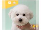 Bichon Frise DOG FOR ADOPTION RGADN-1383405 - LUX - Bichon Frise (short coat)