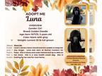 Goldendoodle DOG FOR ADOPTION RGADN-1383406 - Luna - Golden Retriever / Poodle
