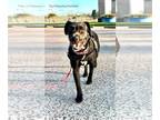 German Wirehaired Pointer Mix DOG FOR ADOPTION RGADN-1383407 - C54-24 Fiona -