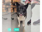 Akita-Huskies Mix DOG FOR ADOPTION RGADN-1383408 - Tessa - Husky / Akita / Mixed