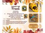 Dachshund-Parson Russell Terrier Mix DOG FOR ADOPTION RGADN-1383414 - Frank -