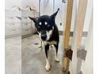 Siberian Husky Mix DOG FOR ADOPTION RGADN-1383417 - *LAILA - Siberian Husky /
