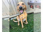 Redbone Coonhound-Vizsla Mix DOG FOR ADOPTION RGADN-1383418 - Dolly - Redbone
