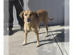 Black Mouth Cur-Labrador Retriever Mix DOG FOR ADOPTION RGADN-1383425 - HOMINY -